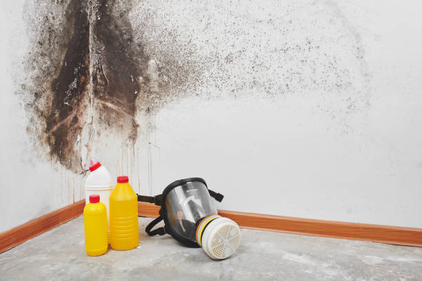 Best Affordable Mold Removal  in Hughes Springs, TX