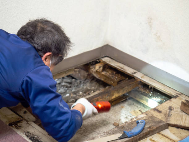 Best Toxic Mold Removal  in Hughes Springs, TX