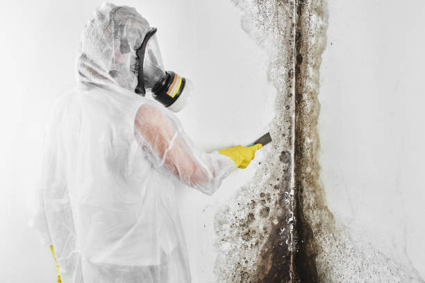 Office Mold Removal Services in Hughes Springs, TX