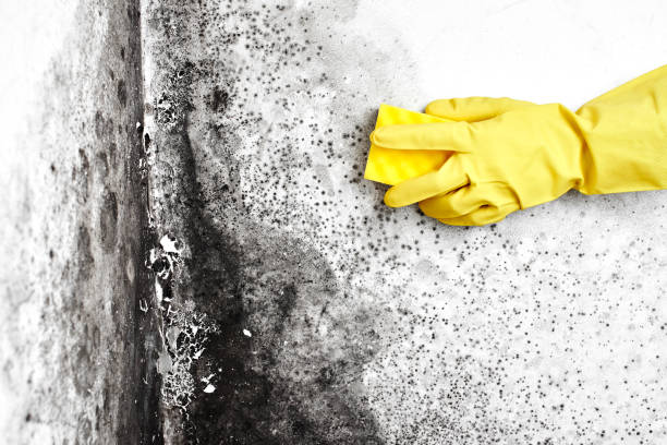 Best Certified Mold Removal  in Hughes Springs, TX