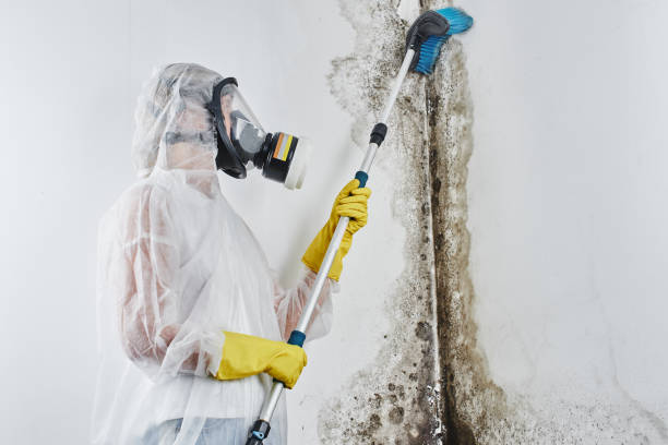 Reliable Hughes Springs, TX Mold Removal Solutions