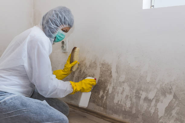 Best Emergency Mold Removal  in Hughes Springs, TX