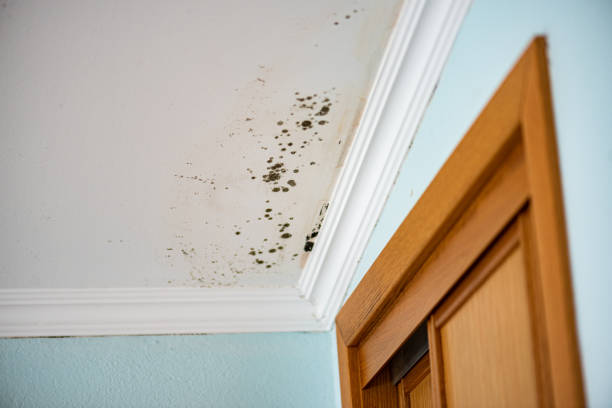 Best Office Mold Removal Services  in Hughes Springs, TX