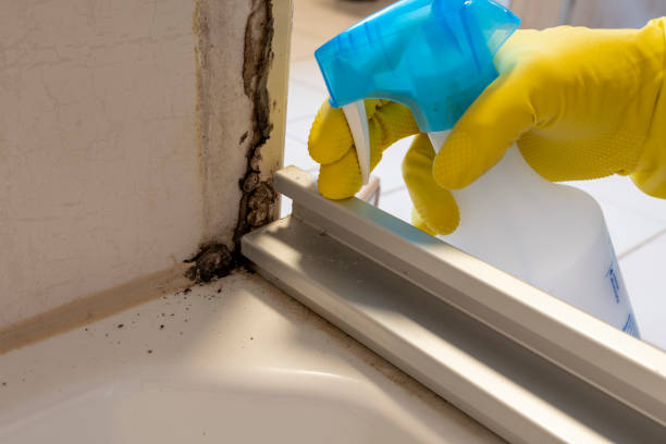 Best Professional Mold Removal  in Hughes Springs, TX