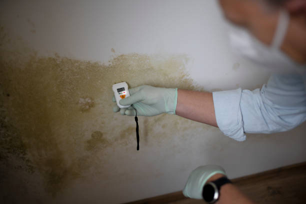 Best Mold Remediation  in Hughes Springs, TX