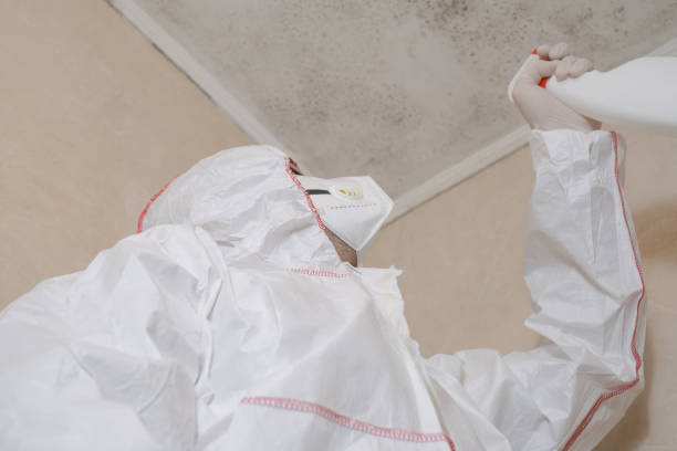 Best Home Mold Removal  in Hughes Springs, TX