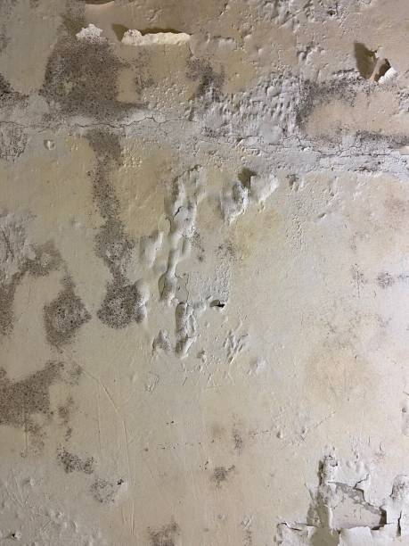 Best Attic Mold Removal  in Hughes Springs, TX