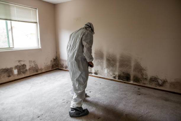 Best Office Mold Removal Services  in Hughes Springs, TX