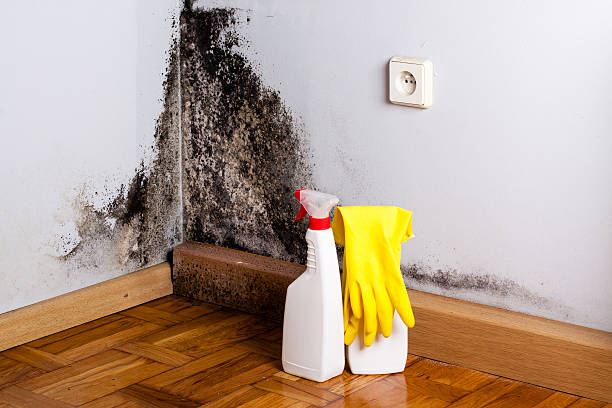 Best Affordable Mold Removal  in Hughes Springs, TX