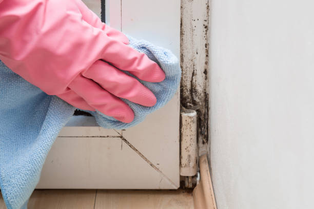 Mold Removal and Inspection in Hughes Springs, TX