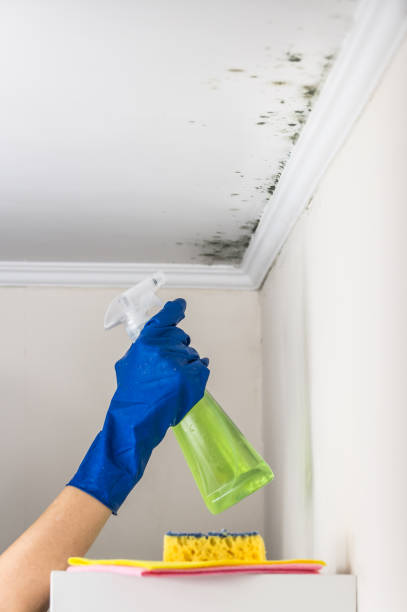 Best Black Mold Removal  in Hughes Springs, TX